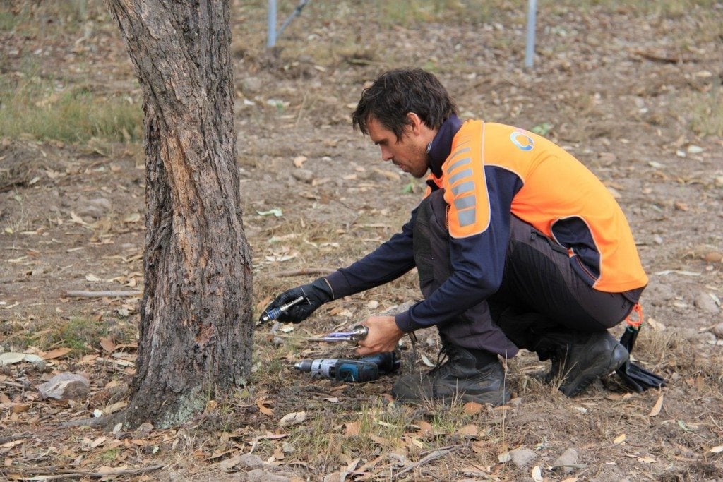 tree maintenance in Maitland and Hunter Valley