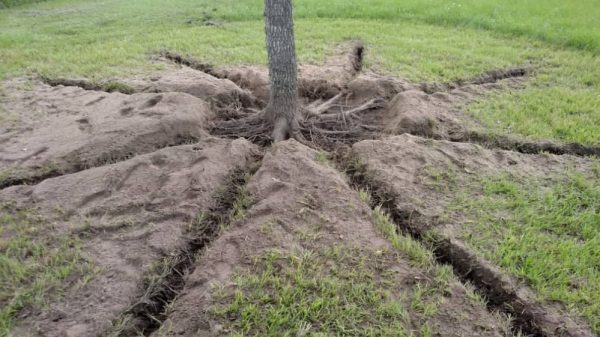 Root Decompaction & Vertical Mulching - Improve Tree Health