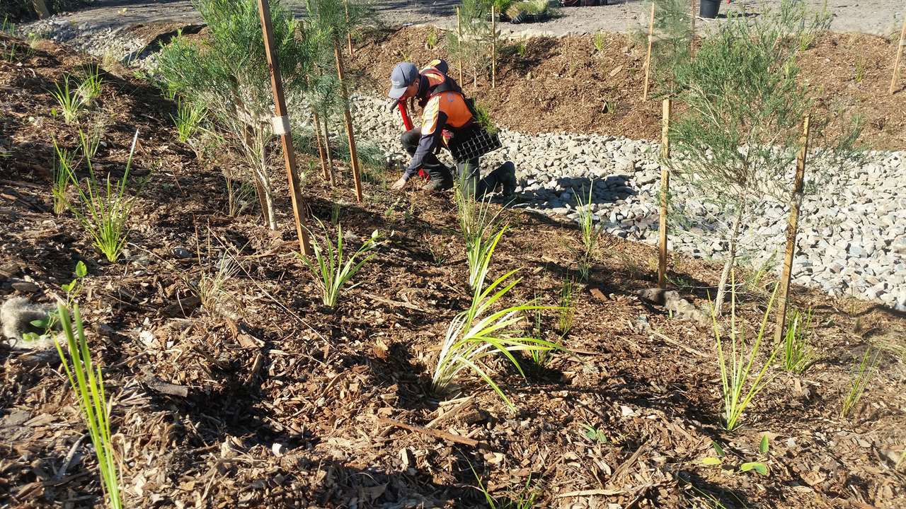 Preliminary Arboricultural Report tree assessment for architects and designers