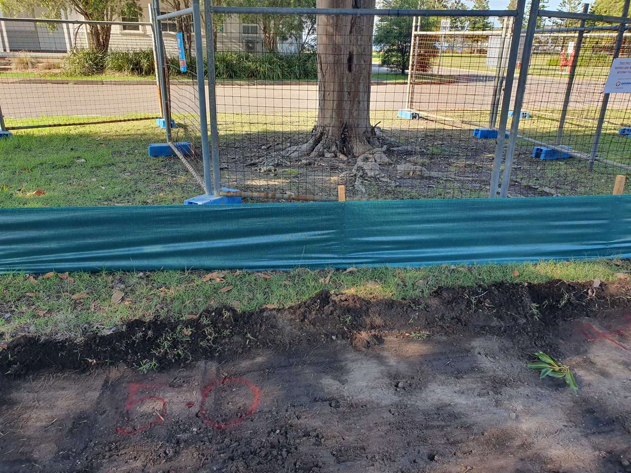 Project Arborist on-site supervision under NSW Development Application consent conditions