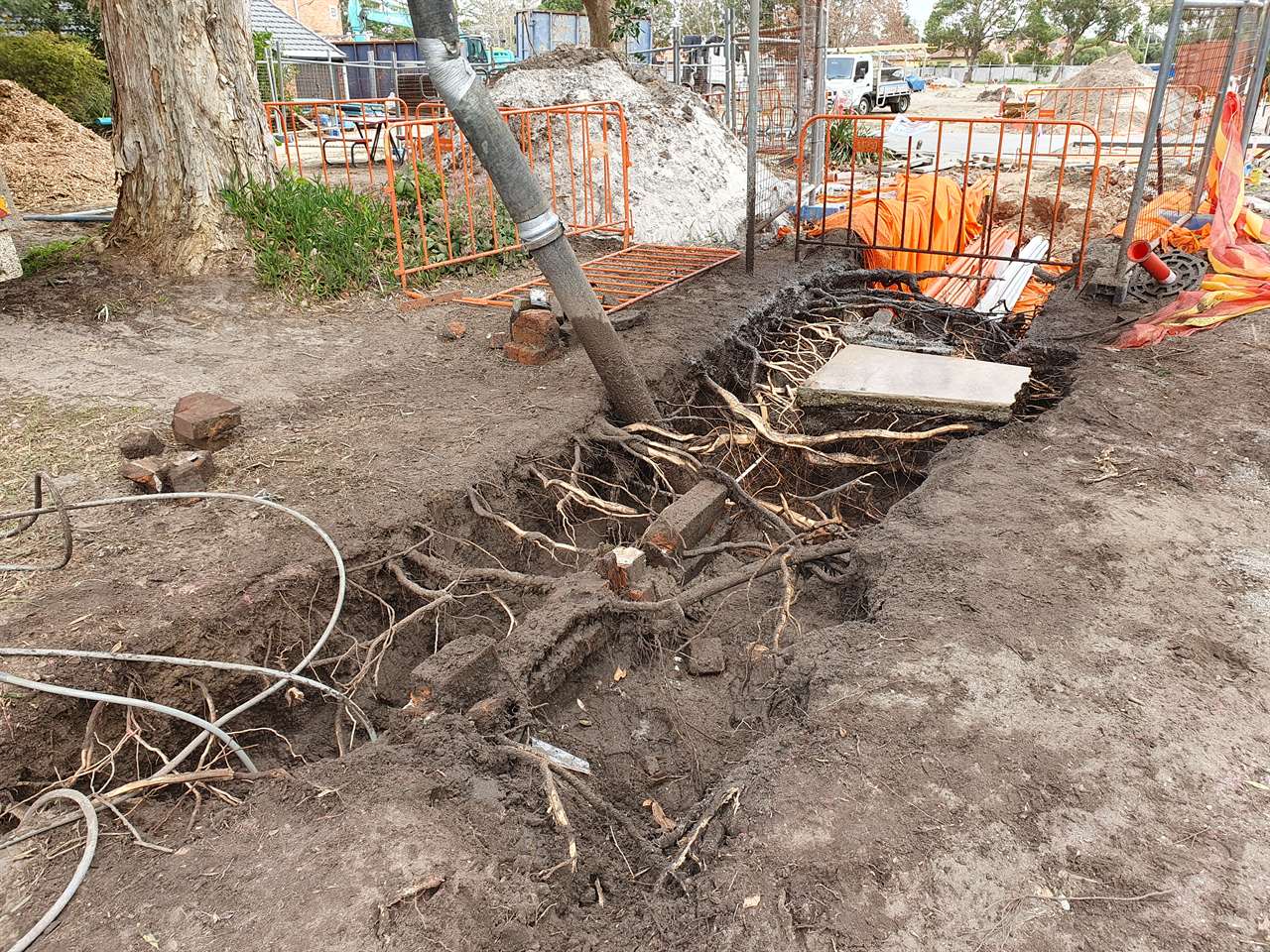 Tree Works Management with Air Spade root work on NSW construction site